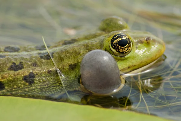 Їстівна жаба на листі — стокове фото