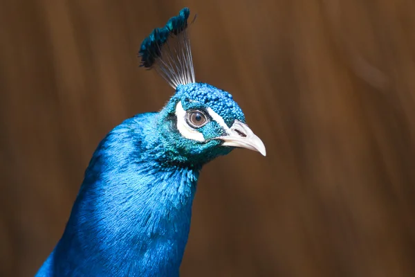 stock image Peacock portrait