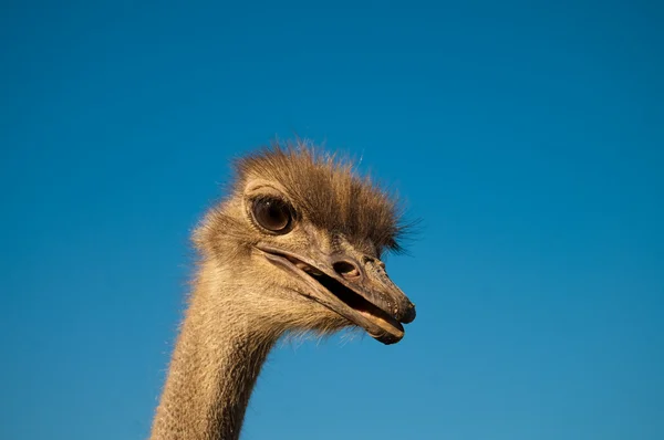 stock image Ostrich (Struthio camelus) portrait