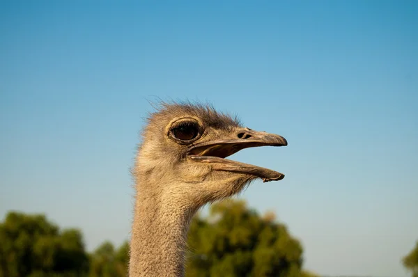 Portret strusia (Struthio camelus) — Zdjęcie stockowe