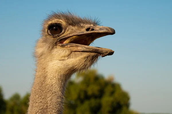 Ostrich (Struthio camelus) portrait — Stock Photo, Image