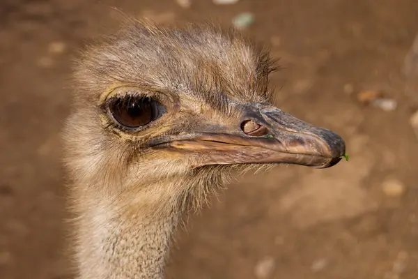 Struts (Struthio camelus) porträtt — Stockfoto