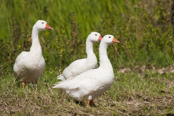 White Domestic Geese — Stock Photo, Image