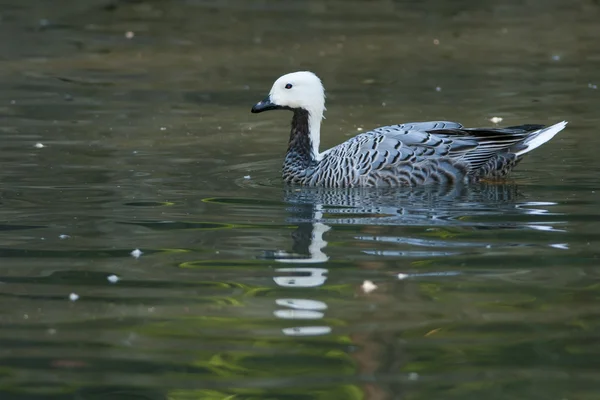 Upland or Magellan Goose male — Stock Photo, Image