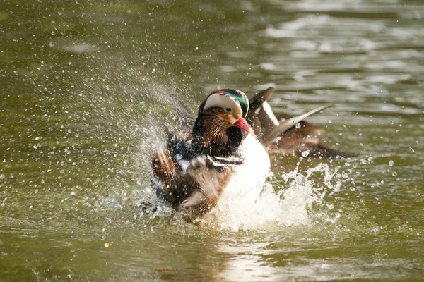 Mandarin Duck Drake Splashing — Stock Photo, Image