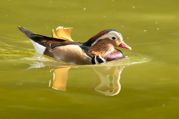 Mandarin Duck Drake — Stock Photo, Image