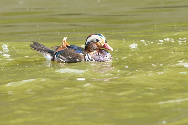 Kachnička mandarinská drake — Stock fotografie