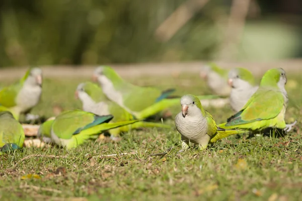 stock image Quaker Parrot or Monk Parakeet