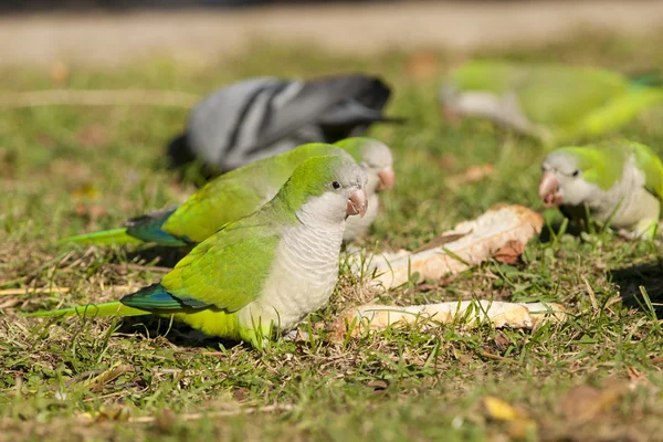 Кормление квакеров попугаями — стоковое фото