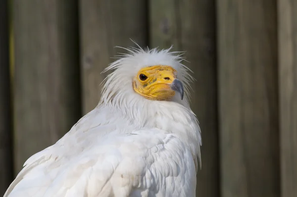 stock image Egyptian Vulture portrait