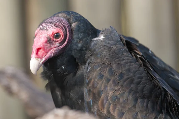Turkey Vulture Portrait — Stock Photo, Image