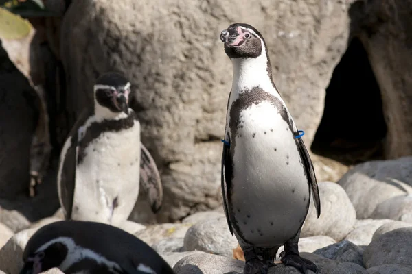 stock image Humboldt Penguin