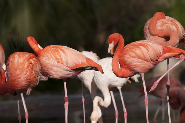Rosa flamingos flock — Stockfoto