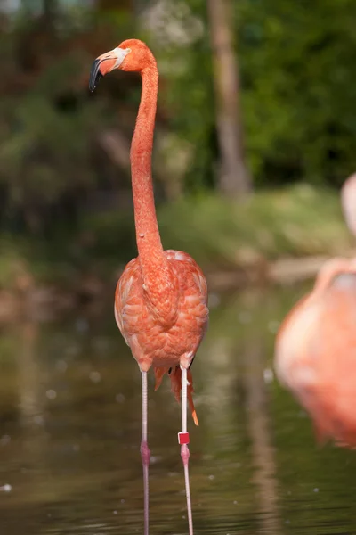 Rosa Flamingo im Stehen — Stockfoto