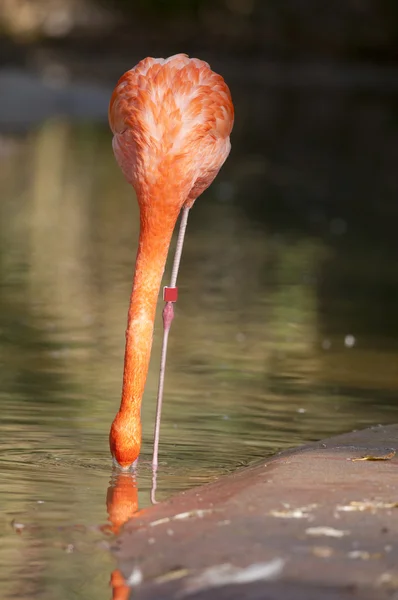 Chileense flamingo voeding — Stockfoto