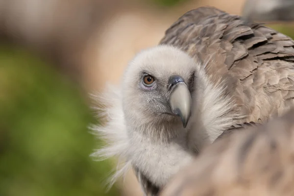 Gänsegeier-Porträt — Stockfoto