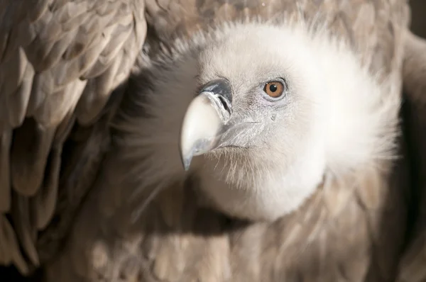 Retrato de abutre Griffon — Fotografia de Stock