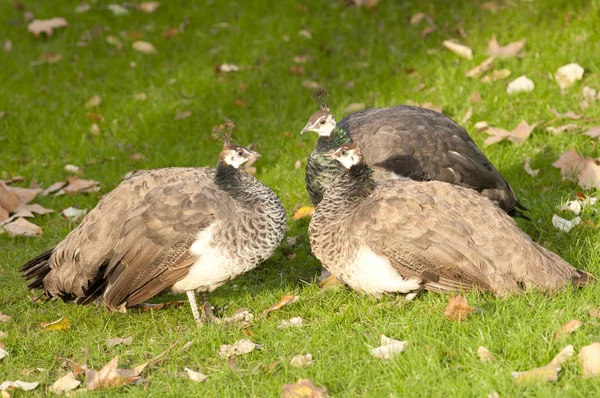 Três Peafowls na grama verde — Fotografia de Stock