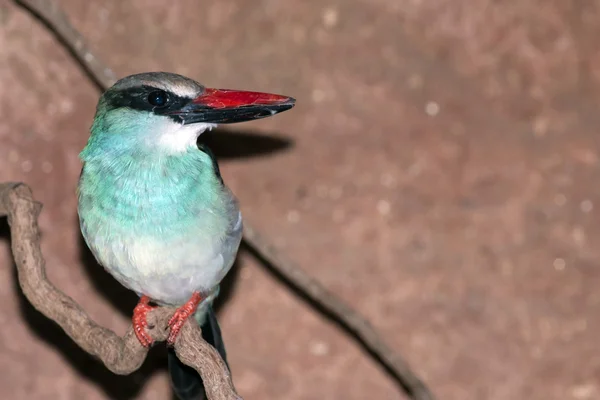 Blå-breasted kingfisher — Stockfoto