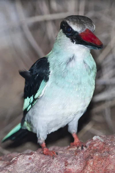 Blå-breasted kingfisher — Stockfoto