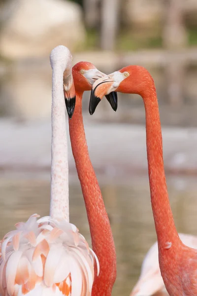 Tre flamingos argumentera — Stockfoto