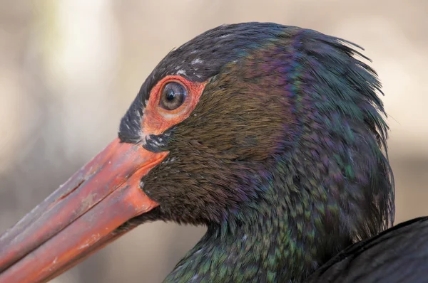 stock image Black Stork Portrait