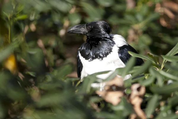 Pied Crow (Corvus albus) — Stock Photo, Image