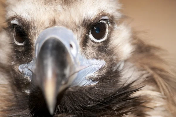 Griffon vulture portret — Stockfoto