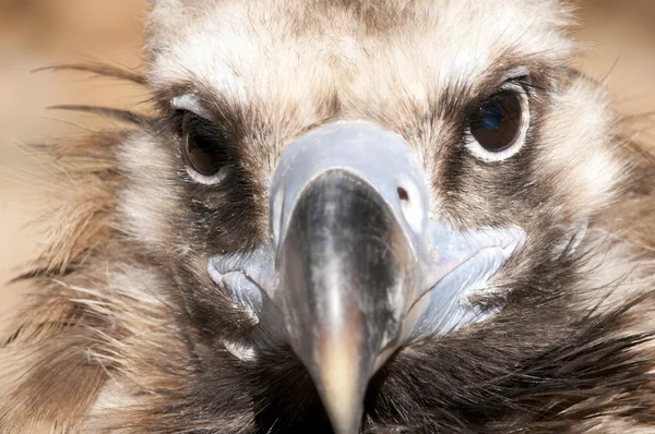 Retrato de abutre Griffon — Fotografia de Stock
