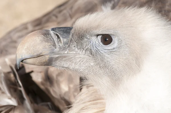 Retrato de abutre Griffon — Fotografia de Stock