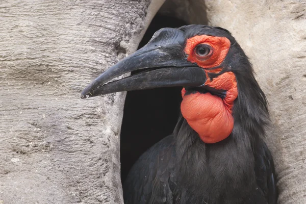 Cafer or Southern Ground Hornbill — Stock Photo, Image