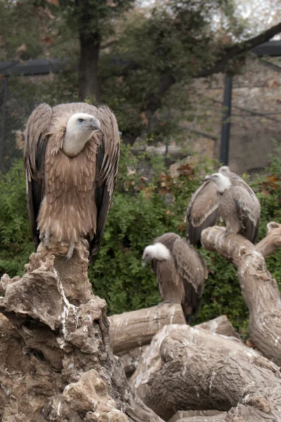 Griffon abutre de pé — Fotografia de Stock