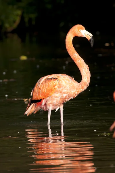 Rosa Flamingo im Stehen — Stockfoto