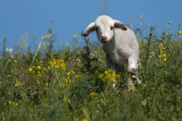 Cute Lamb on filed — Stock Photo, Image