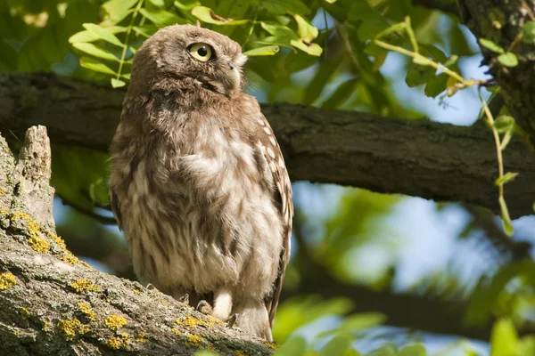 stock image Little Owl on a tree