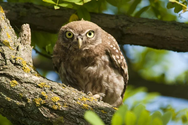 Little Owl looking — Stock Photo, Image