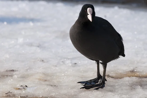 Common Coot on ice — Stock Photo, Image
