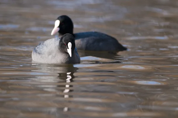 Pair of Common Coot on water — Stock Photo, Image