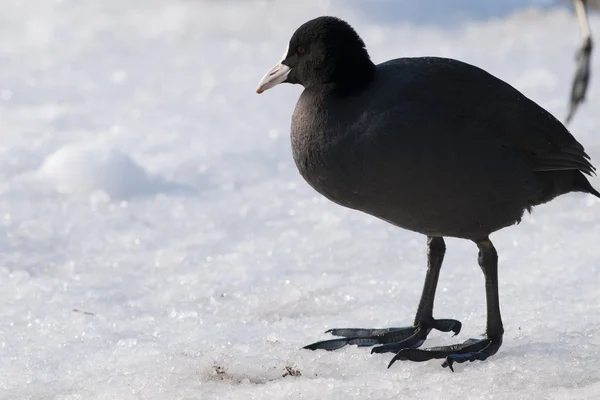 stock image Common Coot on Ice