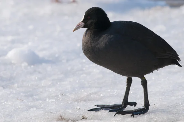 stock image Common Coot on ice