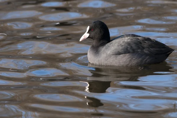 Common Coot on Water — Stock Photo, Image