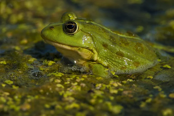 水で食用のカエル — ストック写真