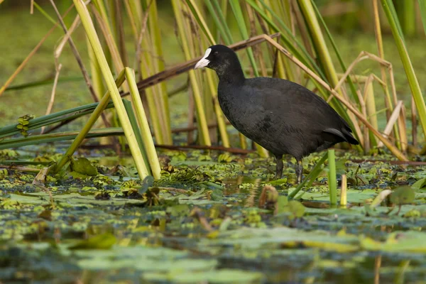 Gemeenschappelijke Meerkoet — Stockfoto