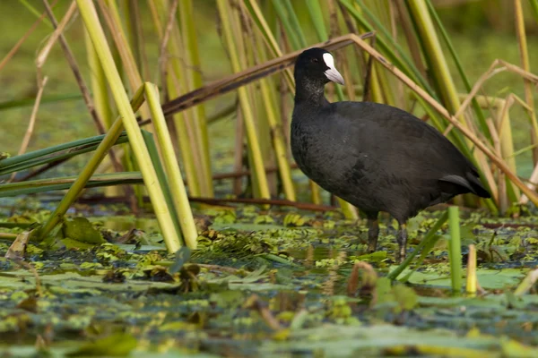 Common Coot on Water — Stock Photo, Image