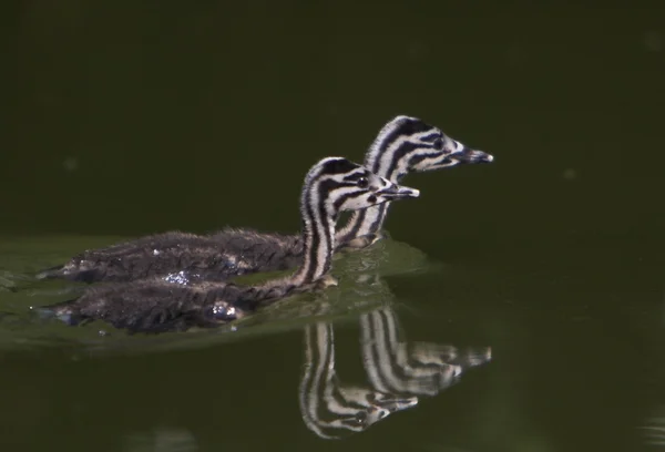 stock image Great Crested Grebe Chick