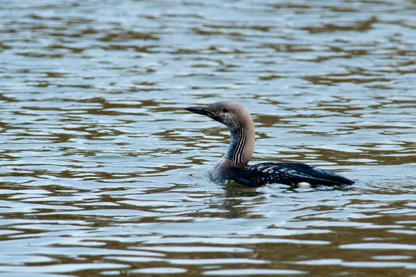 stock image Black Throated Loon (Gavia arctica)