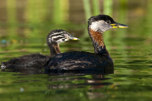 红色黑颈鹤的鷉多瑙河三角洲 — 图库照片