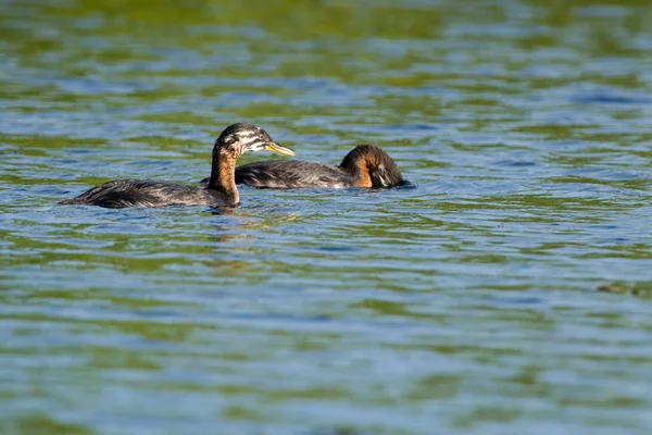 Red Nasced Grebes Juvenile — стоковое фото