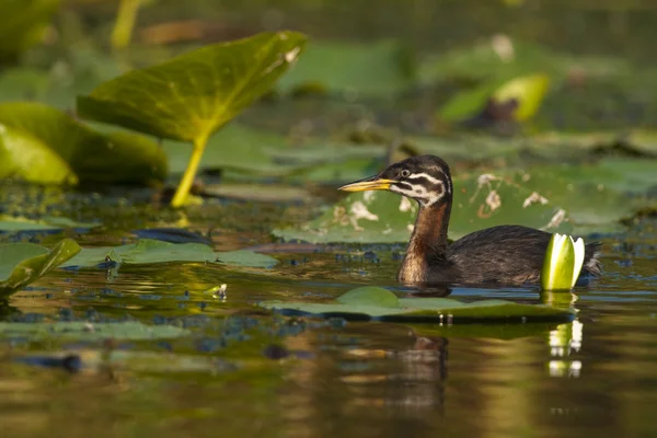 Red Nacked Grebe Chick — стоковое фото