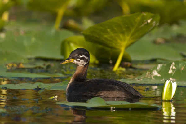 Red Necked Grebe — Stock Photo, Image